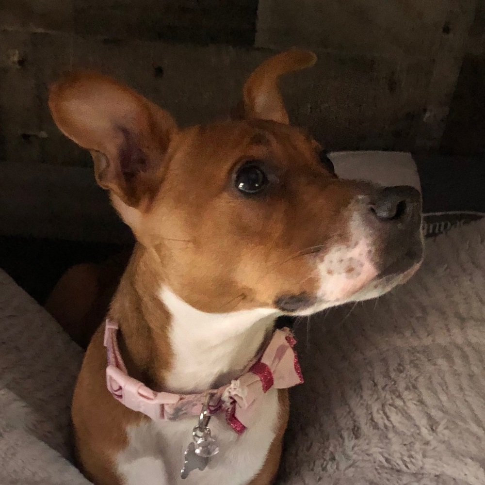 Meet your Posher, Destiny